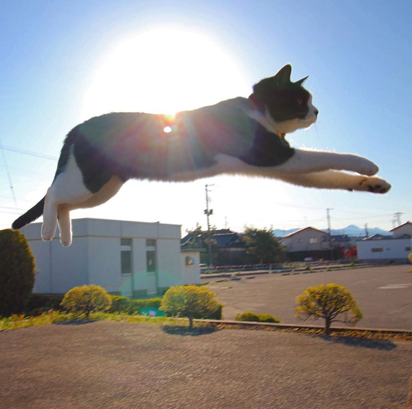 Như vậy, khi mèo bị rơi từ cao xuống, thì chi trước và chi sau đều đã làm tốt công tác chuẩn bị để chạm đất. Ngoài ra, cái đuôi dài của mèo cũng là cơ quan quan trọng để điều chỉnh thăng bằng cho cơ thể. Vì thế, dẫu rơi từ trên cao, mèo cũng không ngã chết vì mất thăng bằng.