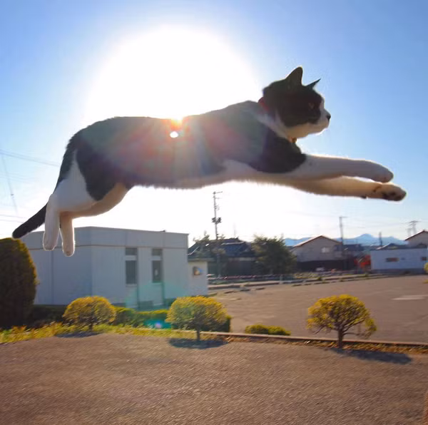 Như vậy, khi mèo bị rơi từ cao xuống, thì chi trước và chi sau đều đã làm tốt công tác chuẩn bị để chạm đất. Ngoài ra, cái đuôi dài của mèo cũng là cơ quan quan trọng để điều chỉnh thăng bằng cho cơ thể. Vì thế, dẫu rơi từ trên cao, mèo cũng không ngã chết vì mất thăng bằng.