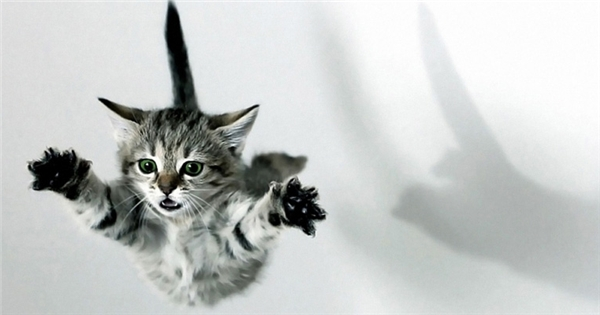 Được biết, ở dưới bàn chân của mèo có một đệm thịt rất phát triển, vừa mềm mại lại đàn hồi. Khi mèo nhảy từ độ cao vừa phải xuống, đệm cơ mềm mại của nó không bị chấn động của đất, giúp cho con vật bình yên vô sự.