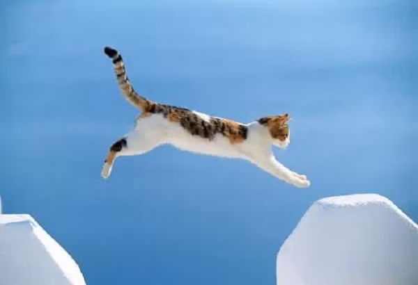 Tiếp đất bằng chân là một lựa chọn tuyệt vời khi con mèo ngã từ một độ cao tương đối thấp. Nhưng nó sẽ là một ý tồi nếu quãng đường rơi của chúng dài hơn.