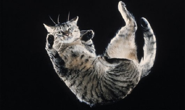 Tuy nhiên gần đây, các nhà khoa học còn phát hiện ra mèo có thể rơi từ tầng 32 xuống mà không mất mạng. Từ tầng 2 đến tầng 7, càng ngã từ độ cao lớn, mèo càng bị thương nặng. Nhưng từ độ cao 7 tầng trở lên, chấn thương của chúng dường như chững lại, không thể bị thương nặng hơn khi ngã từ tầng 32 so với từ tầng 8.