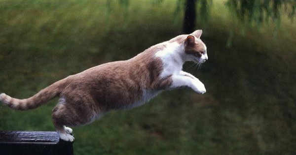 Việc mèo xòe rộng tứ chi, thả lỏng và tiếp đất bằng phần mềm có tiết diện lớn cuối cùng làm giảm lực tác động lên người chúng. Kết quả là những con mèo sau đó chỉ bị thương và hầu như sống sót sau cú ngã, đặc biệt là khi được cấp cứu ngay.