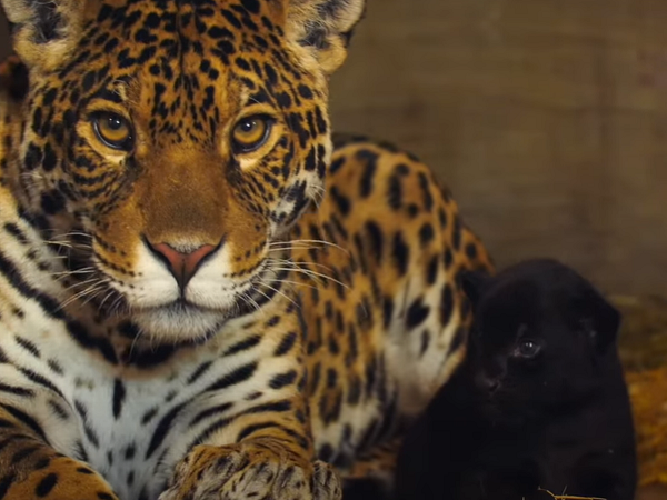 Báo đốm luôn được xem là loài thú chạy nhanh nhất thế giới động vật (chỉ tính các loài động vật "chạy" được). Ở một số thời điểm, chúng có thể đạt tốc độ lên tới 90 - 100km/h, ngang ngửa một cỗ xe gắn máy của loài người.