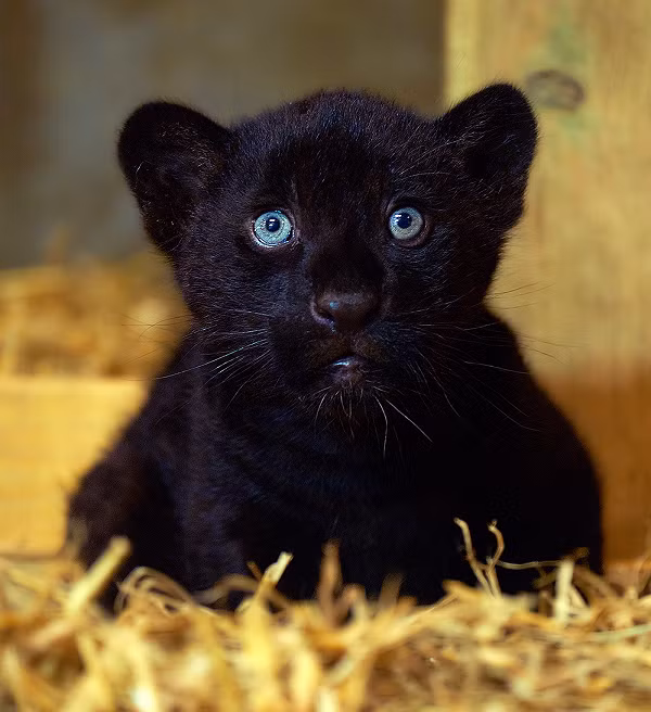 Báo Baby được thừa hưởng bộ lông đen từ bố - một đặc điểm hiếm gặp ở báo đốm hoang dã, còn mẹ Keira có màu lông bình thường. Keira được sinh ra tại Công viên Động vật Hoang dã Paradise vào năm 2017 và được chuyển đến Khu bảo tồn Big Cat hai năm sau đó.