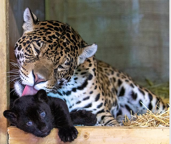 Baby có giới tính là cái, có sức khỏe tốt và tràn đầy năng lượng. Hiện tại nó có thể chạy nhảy và ra khỏi chuồng một mình để khám phá thế giới xung quanh.