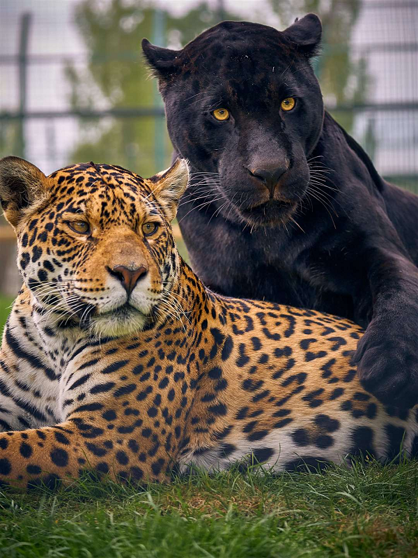 Bộ lông của báo đốm thường có màu vàng hung, nhưng có màu từ nâu đỏ, đối với hầu hết cơ thể. Chúng có đuôi ngắn nhất trong số loài mèo lớn, dài 45- 75 cm. Chân ngắn nhưng rắn chắc và mạnh mẽ, ngắn hơn đáng kể khi so sánh với một con hổ nhỏ hoặc sư tử trong một phạm vi trọng lượng tương tự.