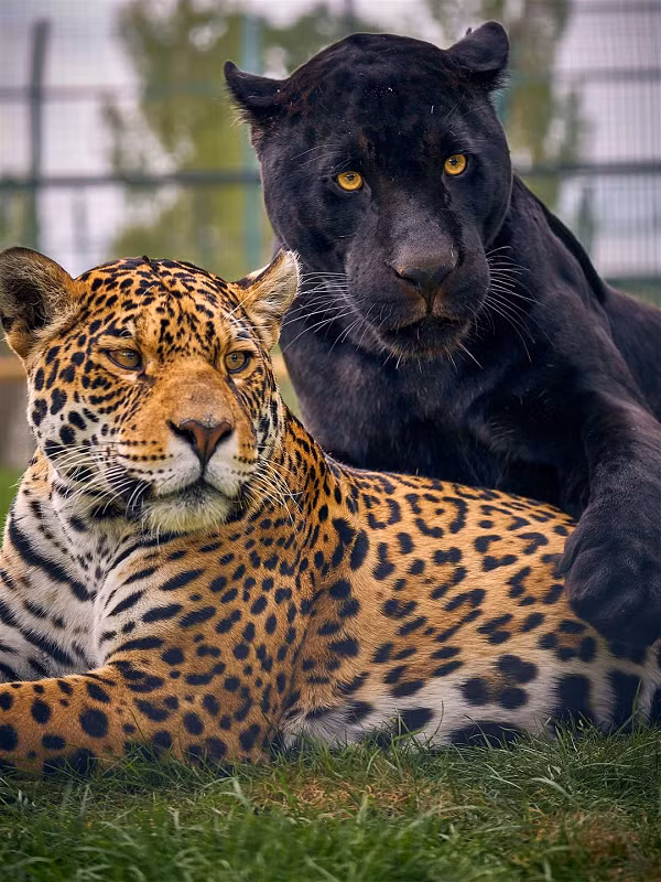 Bộ lông của báo đốm thường có màu vàng hung, nhưng có màu từ nâu đỏ, đối với hầu hết cơ thể. Chúng có đuôi ngắn nhất trong số loài mèo lớn, dài 45- 75 cm. Chân ngắn nhưng rắn chắc và mạnh mẽ, ngắn hơn đáng kể khi so sánh với một con hổ nhỏ hoặc sư tử trong một phạm vi trọng lượng tương tự.