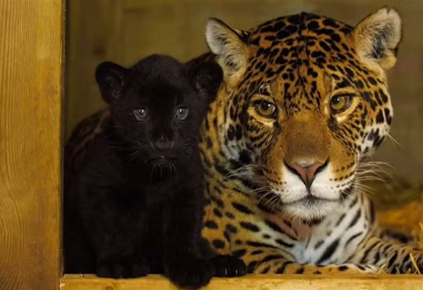 Tuổi thọ của chúng trong tự nhiên được ước tính vào khoảng 12-15 năm. trong điều kiện nuôi nhốt, báo đốm có thể sống tới 23 năm, khiến nó nằm trong số những con mèo sống lâu nhất.