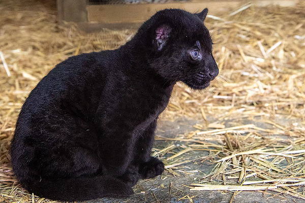 Báo đốm có màu lông đen quý hiếm do đột biến gene khiến cơ thể sản sinh quá nhiều hắc tố melanin. Các trường hợp biến dị di truyền này chỉ chiếm khoảng 10% số lượng báo đốm hoang dã.