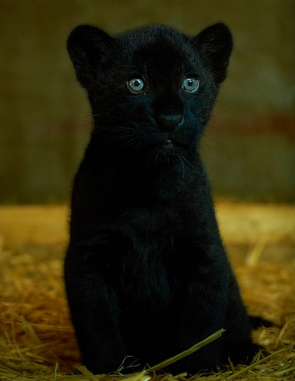 Khu bảo tồn đã ghép Keira với báo đốm đực Neron để sinh sản, Baby là lứa con đầu tiên của cặp báo đốm quý hiếm này. Ngay từ khi chào đời, Baby đã mở mắt và có thể đi lại nhanh nhẹn 2 tuần sau đó.