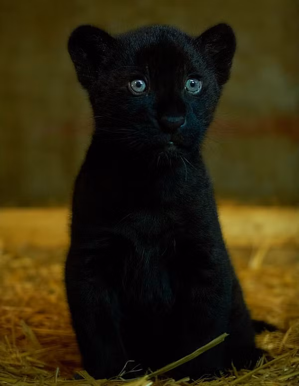 Khu bảo tồn đã ghép Keira với báo đốm đực Neron để sinh sản, Baby là lứa con đầu tiên của cặp báo đốm quý hiếm này. Ngay từ khi chào đời, Baby đã mở mắt và có thể đi lại nhanh nhẹn 2 tuần sau đó.