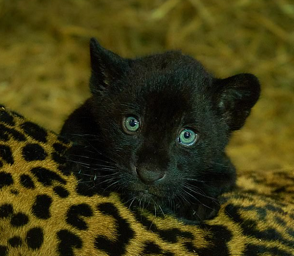 Báo đốm được xếp vào loài động vật "gần bị đe dọa" trong tự nhiên do thường xuyên bị đe dọa bởi tác động tiêu cực của con người. Chương trình nhân giống của khu bảo tồn Big Cat có ý nghĩa vô cùng quan trọng trong việc duy trì sự đa dạng di truyền trong quần thể báo đốm nói chung.