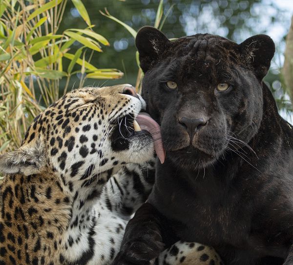 Báo đốm là một loài động vật nhỏ gọn và cơ bắp. Đây là loài mèo lớn nhất có nguồn gốc từ châu Mỹ và lớn thứ ba trên thế giới, chỉ sau kích thước của hổ và sư tử.