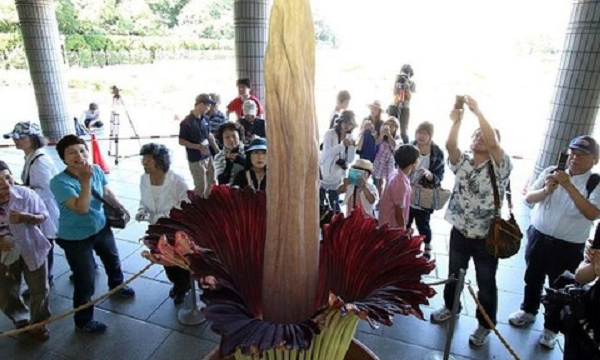 Mỗi năm, chiếc lá cũ chết đi và một cái khác sẽ mọc lên vị trí đó. Sau nhiều năm, hoa xác thối cũng nạp đủ năng lượng để nở hoa. Nó chỉ nở trong vòng 24-36 giờ.