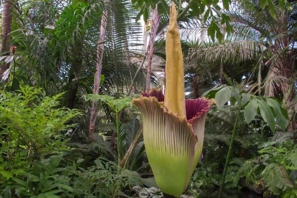 Bông hoa to lớn do người làm vườn Solomon Leyva trồng tại trạm xăng Art Deco cũ ở Alameda để cho mọi người có cơ hội chiêm ngưỡng loài hoa đặc biệt có nguồn gốc từ Indonesia.