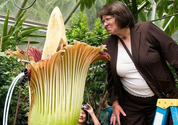 Cây phải mất 7 năm để nở hoa, thậm chí, một số hoa xác thối chỉ nở một vài thập kỉ 1 lần. Trong những năm không ra hoa, cây chỉ có một chiếc lá duy nhất mọc lên từ thân cây. Chiếc lá này chia thành 3 nhánh tại đỉnh, mỗi nhánh mọc nhiều lá nhỏ.