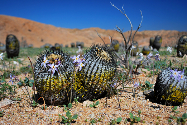 Tuy nhiên, Chile không cho phép xuất khẩu những cây xương rồng này nên chúng trở thành mục tiêu phổ biến của những kẻ săn trộm. từ năm 2013 đến năm 2019, hàng trăm cây đã bị đánh cắp khỏi tự nhiên.