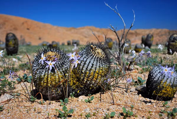 Tuy nhiên, Chile không cho phép xuất khẩu những cây xương rồng này nên chúng trở thành mục tiêu phổ biến của những kẻ săn trộm. từ năm 2013 đến năm 2019, hàng trăm cây đã bị đánh cắp khỏi tự nhiên.