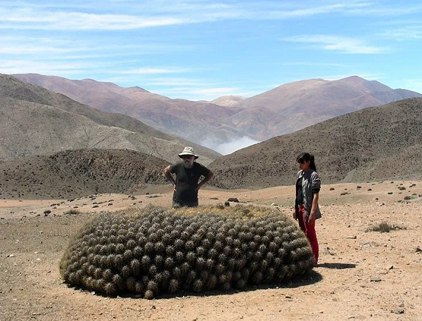 Thông thường những loài xương rồng hình thù độc đáo này chỉ phát triển nở rộ trong phạm vi địa lý nhỏ. Điều này giúp nâng cao giá trị của cây xương rồng và trở nên cực kỳ hấp dẫn đối với các nhà sưu tập trên toàn thế giới.