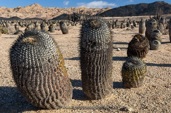 Tuy nhiên, ở Atacama lại mọc lên loài xương rồng hiếm nhất trên thế giới là Copiapoa và Eriosyce. Chúng thường được giới nhà giàu săn lùng để làm cây cảnh trong nhà.