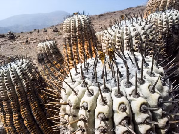 Ngông cuồng hơn nữa, những kẻ săn trộm đôi khi phát trực tiếp video từ sa mạc nơi những cây xương rồng sinh sống, để khách hàng có thể trực tiếp lựa chọn hình dạng cây mình mong muốn.