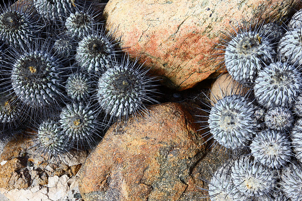 IUCN (Liên minh Bảo tồn Thiên nhiên Quốc tế) cho biết các loại xương rồng Copiapoa và Eriosyce của Chile thuộc loại hiếm nhất trên thế giới, có thể bán được tới 1.500 USD/cây trên thị trường chợ đen ở châu Âu và châu Á.