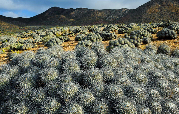 Theo The New York Times, số cây xương rồng được giải cứu do "Chiến dịch Atacama" thu hồi trên trị giá khoảng 1,2 triệu USD.