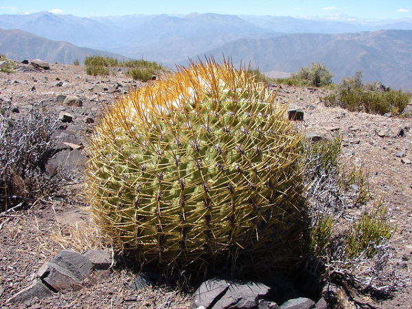 Cây xương rồng là loài có nhiều hình dạng vô cùng nổi bật, từ cây saguaro cao, nhiều cánh (Carnegiea gigantea) ở sa mạc Sonoran đến cây xà cừ Copiapoa có thân dài của Chile.