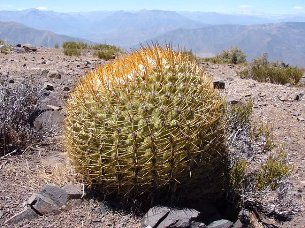 Cây xương rồng là loài có nhiều hình dạng vô cùng nổi bật, từ cây saguaro cao, nhiều cánh (Carnegiea gigantea) ở sa mạc Sonoran đến cây xà cừ Copiapoa có thân dài của Chile.