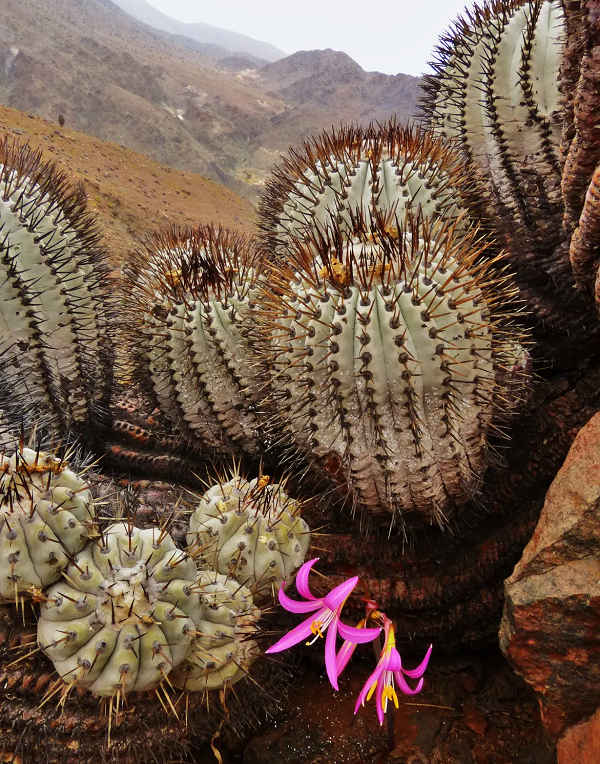 Trong cuộc đột kích giải cứu xương rồng vào tháng 2 năm 2020, các cơ quan chức năng đã tìm thấy hàng trăm cây xương rồng Copiapoa và Eriosyce bị săn trộm ở Senigallia, một thị trấn cảng trên bờ biển Adriatic, Ý.