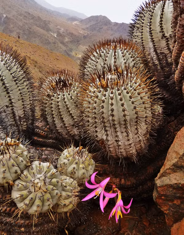 Trong cuộc đột kích giải cứu xương rồng vào tháng 2 năm 2020, các cơ quan chức năng đã tìm thấy hàng trăm cây xương rồng Copiapoa và Eriosyce bị săn trộm ở Senigallia, một thị trấn cảng trên bờ biển Adriatic, Ý.