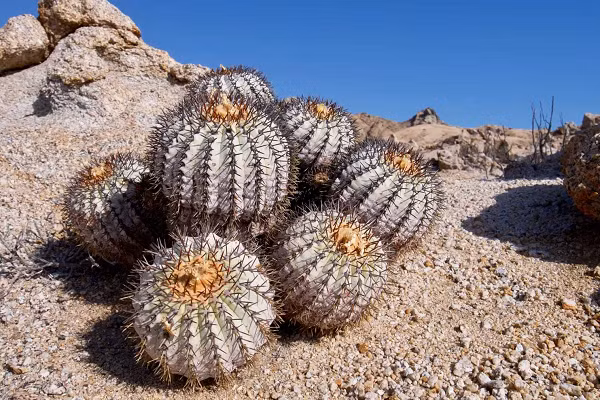 Những cây xương rồng Chile này có nhiều hình dạng độc đáo từ cây nhiều cánh ở sa mạc Sonoran đến cây thân dài.