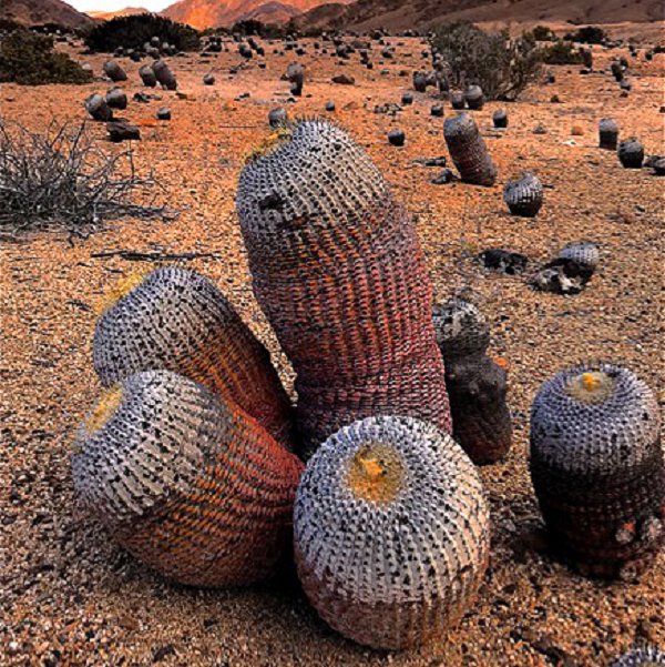 Xương rồng là loài chịu đựng điều kiện cực kỳ khô hạn và khắc nghiệt cả nóng hay lạnh, nhưng mối đe dọa lớn nhất của chúng là hoạt động của con người. Cho đến nay, khoảng 2.000 loài trong số 10.000 loài xương rồng được biết đến trên toàn thế giới đang bị đe dọa tuyệt chủng.