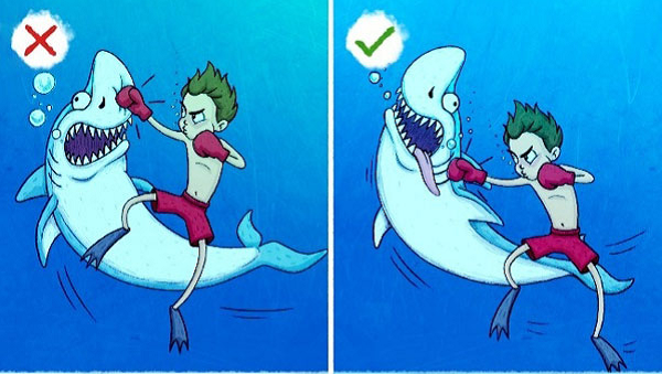 Điểm yếu của cá mập đúng là ở mũi nhưng việc tấn công được vào nó là điều gần như bất khả thi. Vì vậy, nếu bị cá mập tấn công, bạn hãy tấn công vào 2 vị trí rất nhạy cảm của nó là mắt và mang, dễ đánh trúng hơn nhiều.