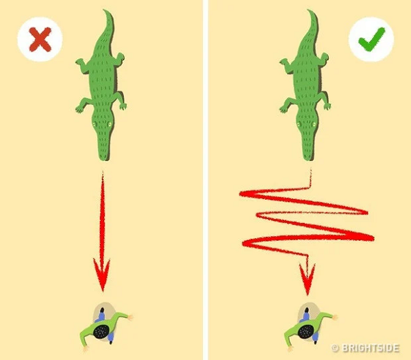 Khi di chuyển theo đường thẳng, cá sấu có thể chạy nhanh hơn con người. Tuy nhiên, do chân ngắn và thân dài, chúng rất vụng về khi phải rẽ ngoặt ở đâu đó. Vì vậy nếu bị một con cá sấu đuổi theo, bạn hãy chạy theo đường zíc zắc để trốn thoát.