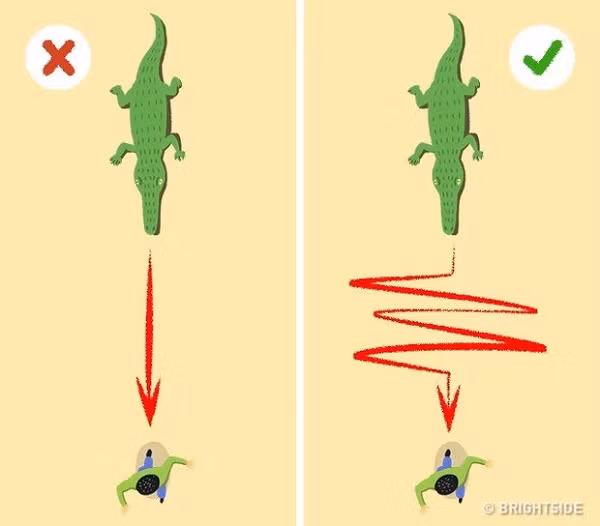 Khi di chuyển theo đường thẳng, cá sấu có thể chạy nhanh hơn con người. Tuy nhiên, do chân ngắn và thân dài, chúng rất vụng về khi phải rẽ ngoặt ở đâu đó. Vì vậy nếu bị một con cá sấu đuổi theo, bạn hãy chạy theo đường zíc zắc để trốn thoát.