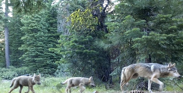 "Hầu hết các nghiên cứu trước đây về tác động kinh tế của sói xám đều là tiêu cực, tập trung vào thiệt hại ở gia súc. Tuy nhiên, nghiên cứu mới chỉ ra rằng loài thú săn mồi này đang giúp giảm đáng kể chi phí thiệt hại do tai nạn giao thông", một nhà nhà khoa học của Cục Khảo sát Địa chất Mỹ ở Minnesota cho biết.