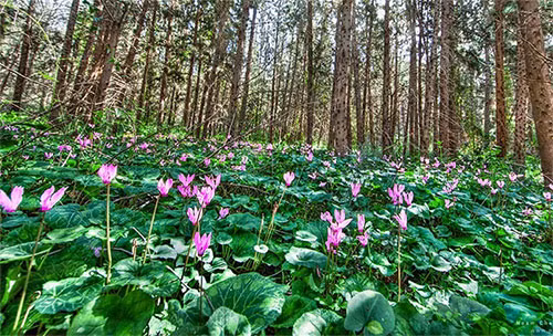 Kham pha kho tin ve thinh giac cac loai hoa