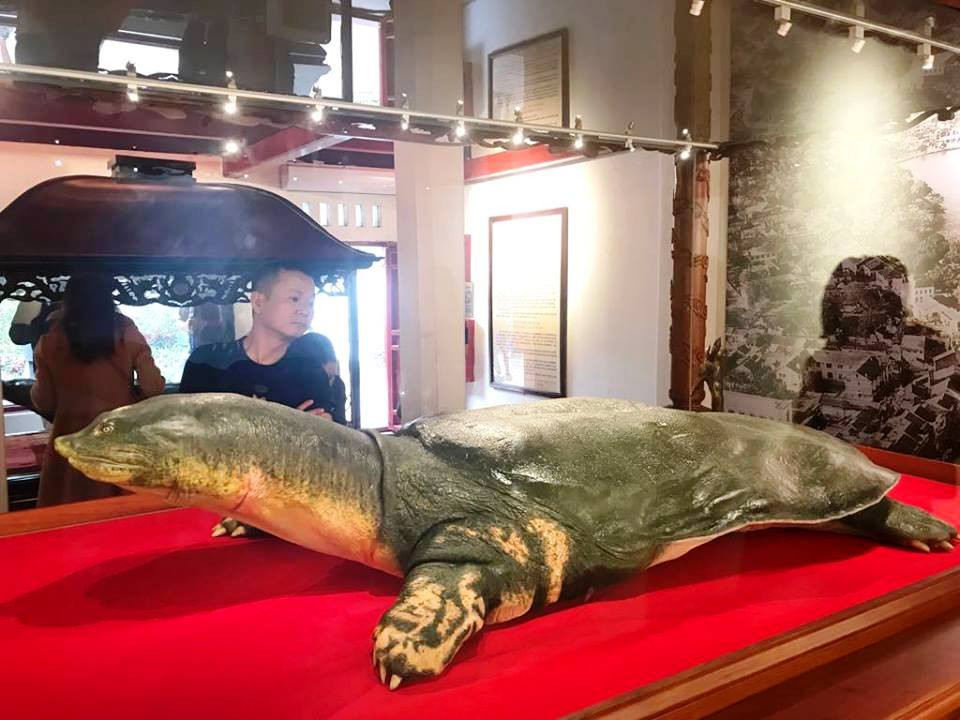 Toàn cảnh tiêu bản cụ rùa.