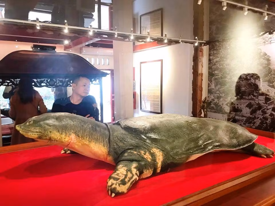 Toàn cảnh tiêu bản cụ rùa.