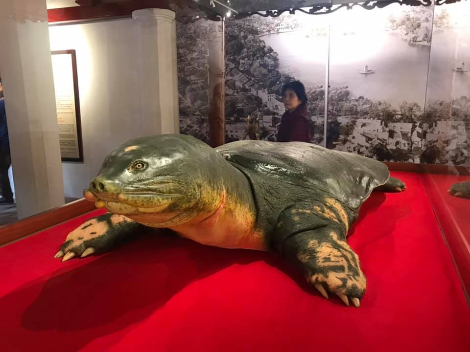 Nhiều du khách đã bất ngờ khi tiêu bản cụ rùa nhìn như khi còn sống.