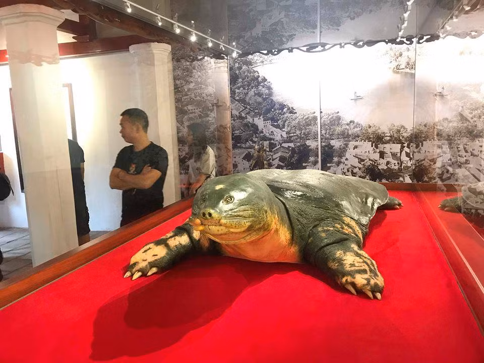 Trước đó, trả lời báo chí, TS Nguyễn Quang Tề - nguyên Viện trưởng Viện Nghiên cứu Nuôi trồng thủy sản 1, Trưởng nhóm cứu chữa cá thể rùa hồ Gươm năm 2011 - cho rằng chưa xác định được chính xác tuổi của cụ rùa nhưng ước tính đã sống đến vài trăm năm, thuộc nhóm thọ nhất thế giới. Rùa hồ Gươm dài 2,08 m, ngang 1,08 m, nặng 169 kg.