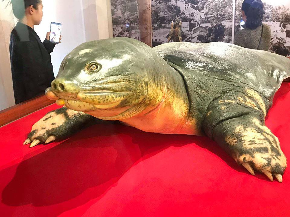 Tiêu bản cụ rùa sống động như đang còn sống.