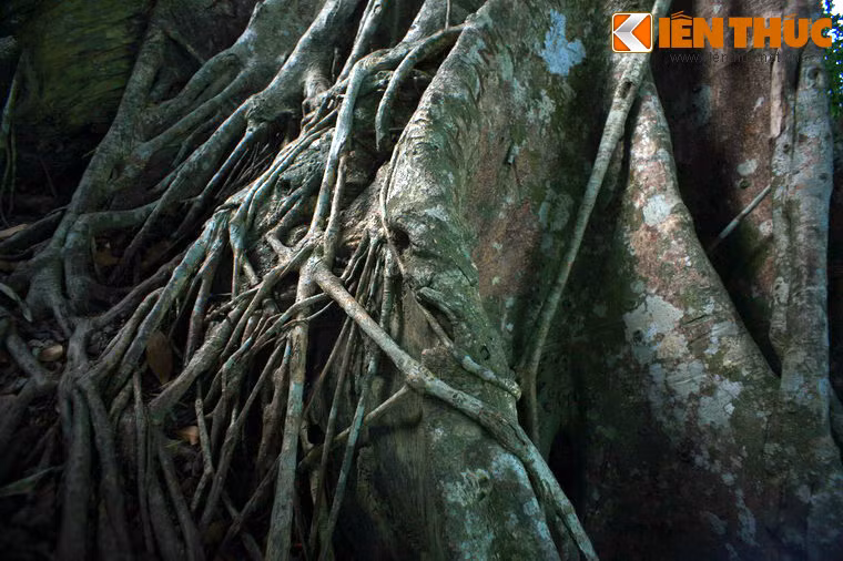 Vào tháng 6/2014, cây đa Sơn Trà đã chính thức được đưa vào hệ thống Cây di sản của Việt Nam và là cây cổ thụ di sản đầu tiên của thành phố biển Đà Nẵng.