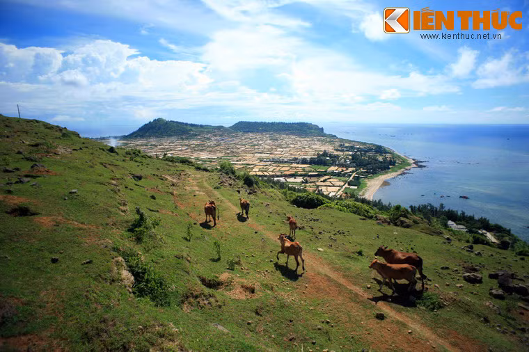 Đàn bò rảo bước giữa khung cảnh hùng vĩ của đảo Lý Sơn.