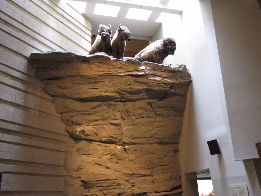 Những người tham gia lùa bò đều là những thanh niên được đào tạo và biết rõ hành vi của động vật. Họ sẽ dẫn đàn bò rừng vào làn đường đã định.