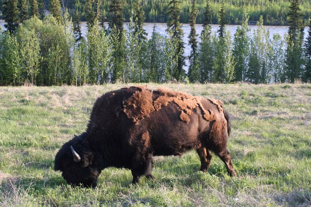 Đến thế kỷ 19, hoạt động này đã chấm dứt vì số lượng bò rừng bison trong vùng giảm mạnh do cuộc tàn sát của người da trắng. Sau nhiều thập kỷ bị quên lãng, Bảo tàng Lịch sử tự nhiên Hoa Kỳ đã khai quật di tích này vào năm 1938. Sau đó, khu vực này trở thành di tích quốc gia của Canada.