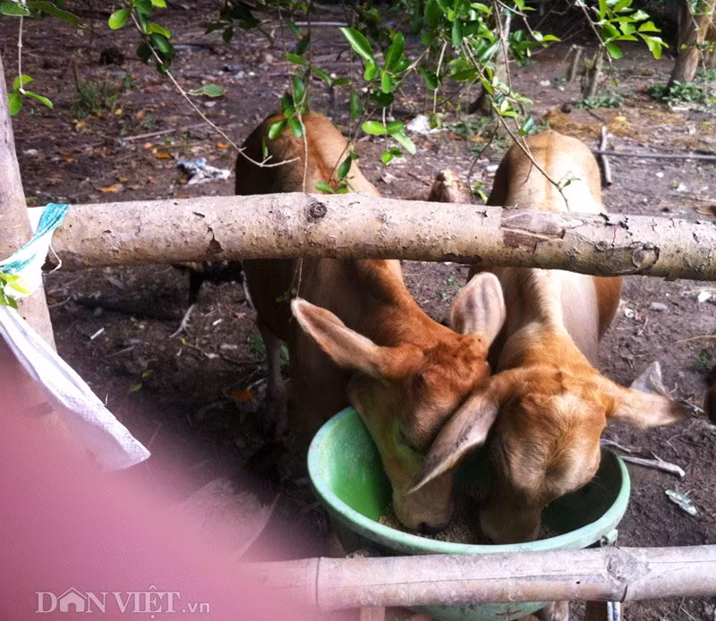 Ky la cap be song sinh dang yeu cua lao nong mien Tay