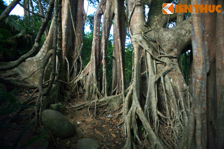 Theo các nhà khoa học, cây có tuổi đời hơn 800 năm, là một trong những cây cổ thụ cao niên nhất và đẹp nhất của Việt Nam. Vào tháng 6/2014, cây đã chính thức được đưa vào hệ thống Cây di sản của Việt Nam và là cây cổ thụ di sản đầu tiên của thành phố biển Đà Nẵng.