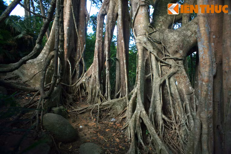 Theo các nhà khoa học, cây có tuổi đời hơn 800 năm, là một trong những cây cổ thụ cao niên nhất và đẹp nhất của Việt Nam. Vào tháng 6/2014, cây đã chính thức được đưa vào hệ thống Cây di sản của Việt Nam và là cây cổ thụ di sản đầu tiên của thành phố biển Đà Nẵng.